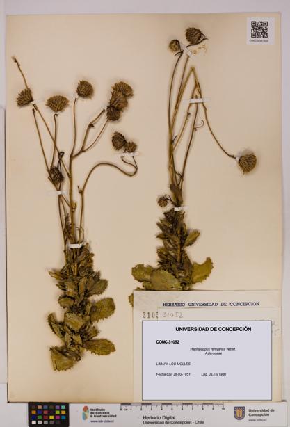 Haplopappus remyanus [Espécimen: UDEC:CONC:0031052]