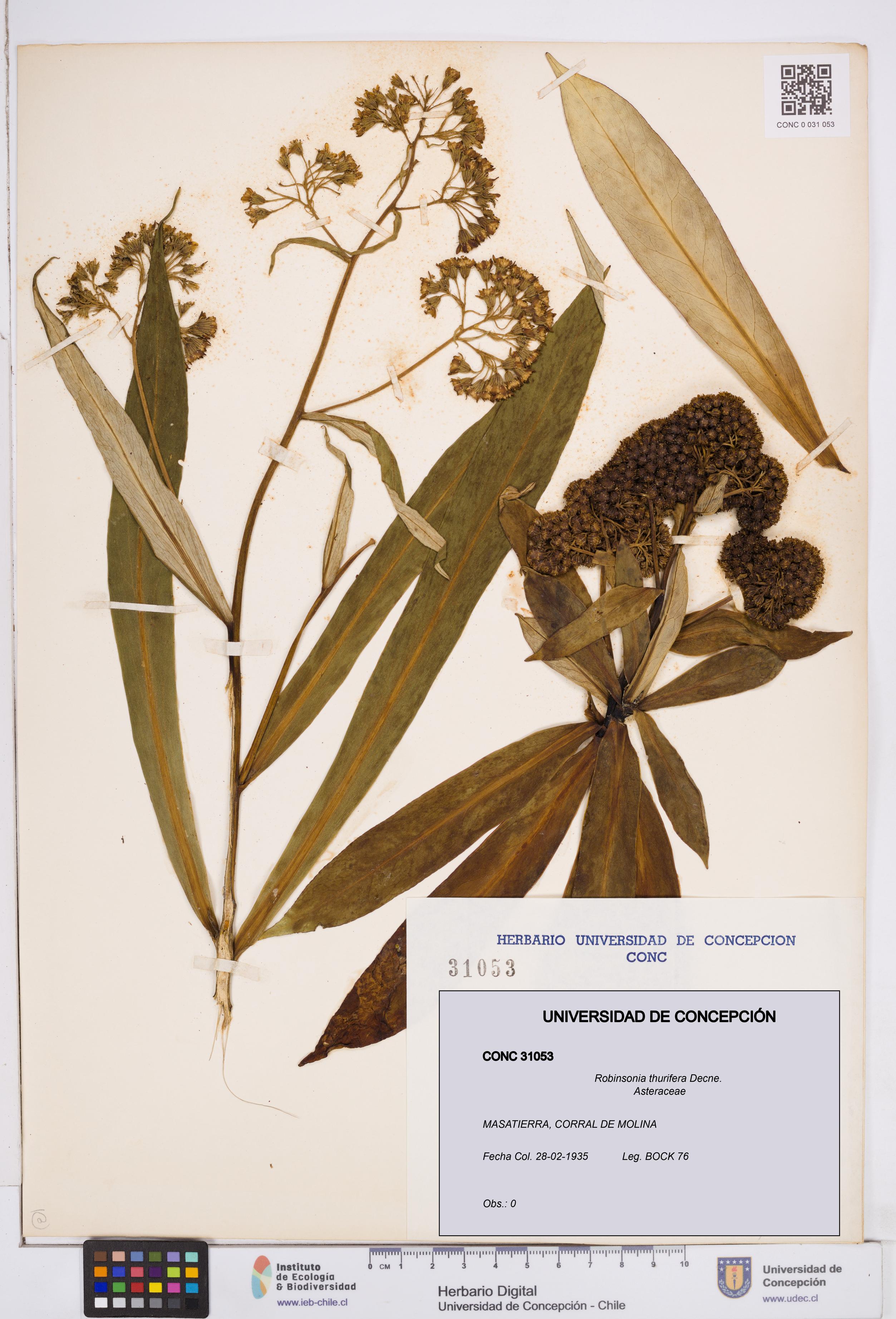 Robinsonia thurifera [Espécimen: ]
