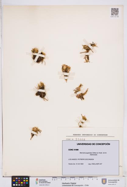 Werneria pygmaea [Espécimen: ]