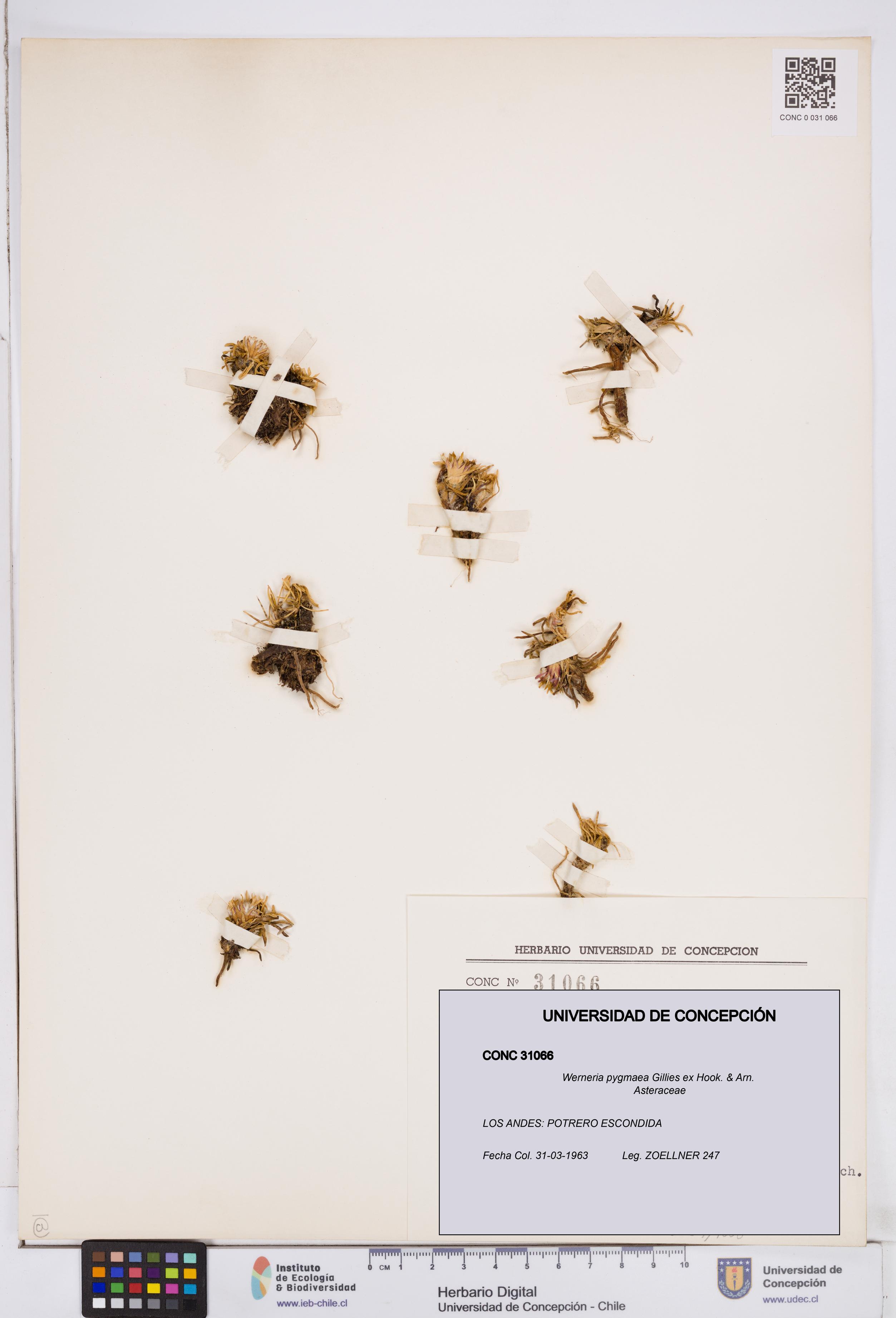 Werneria pygmaea [Espécimen: ]