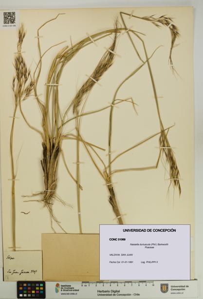 Nassella duriuscula [Espécimen: UDEC:CONC:0031069]