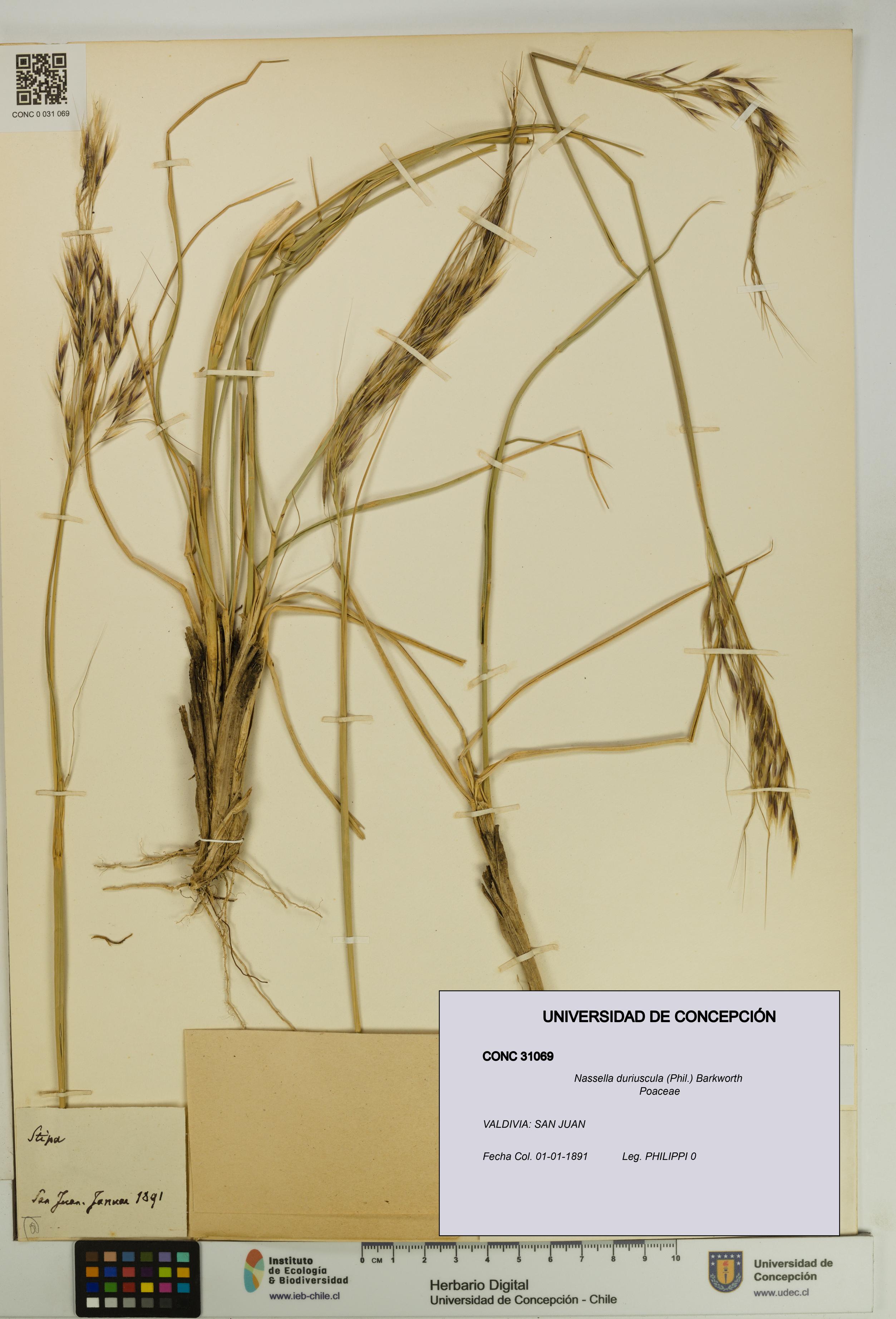 Nassella duriuscula [Espécimen: UDEC:CONC:0031069]
