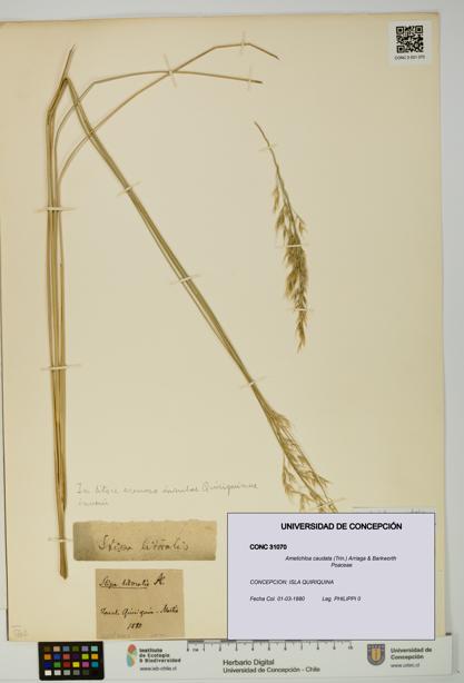 Amelichloa caudata [Espécimen: UDEC:CONC:0031070]