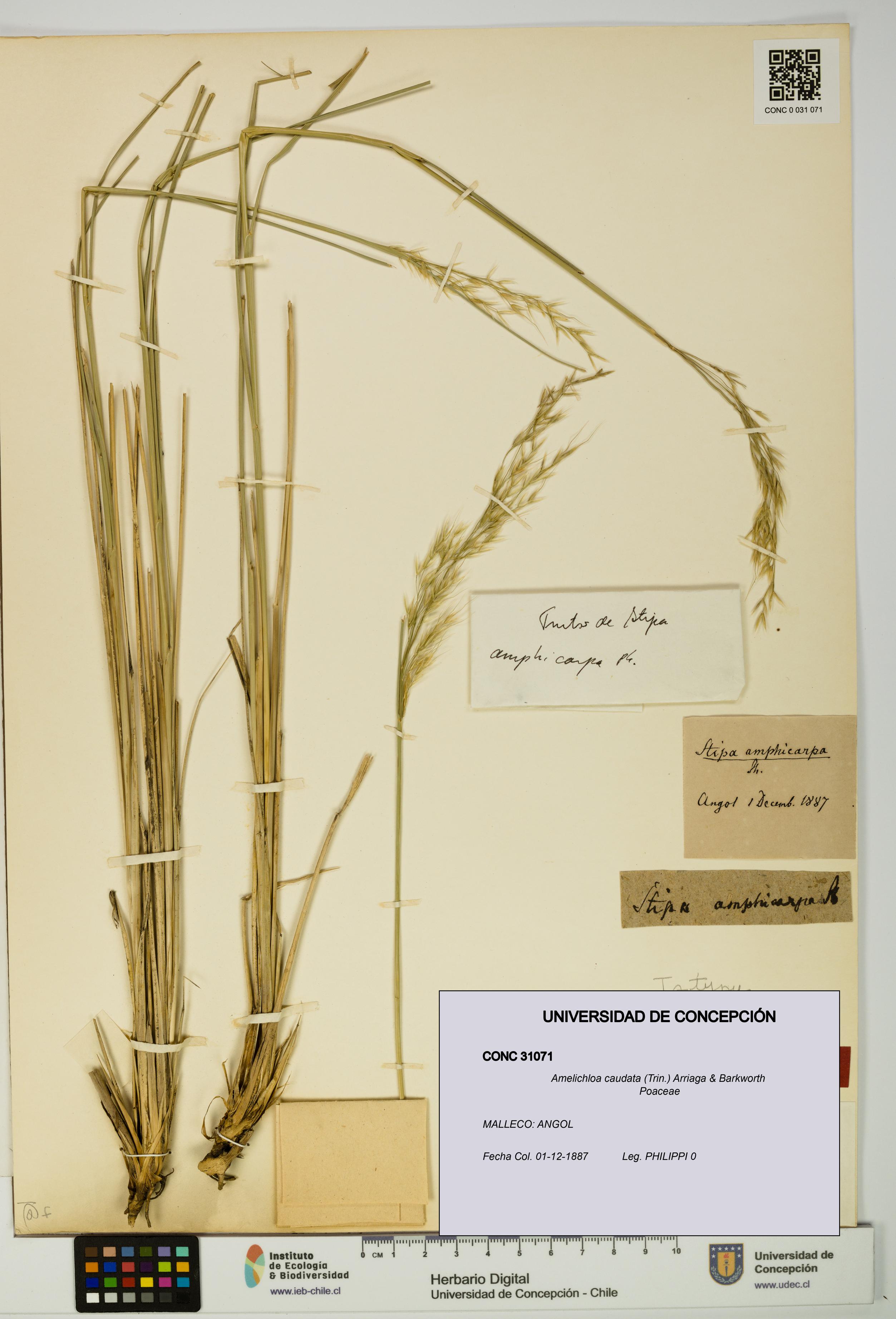 Amelichloa caudata [Espécimen: UDEC:CONC:0031071]