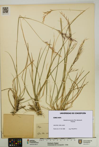 Nassella duriuscula [Espécimen: UDEC:CONC:0031074]