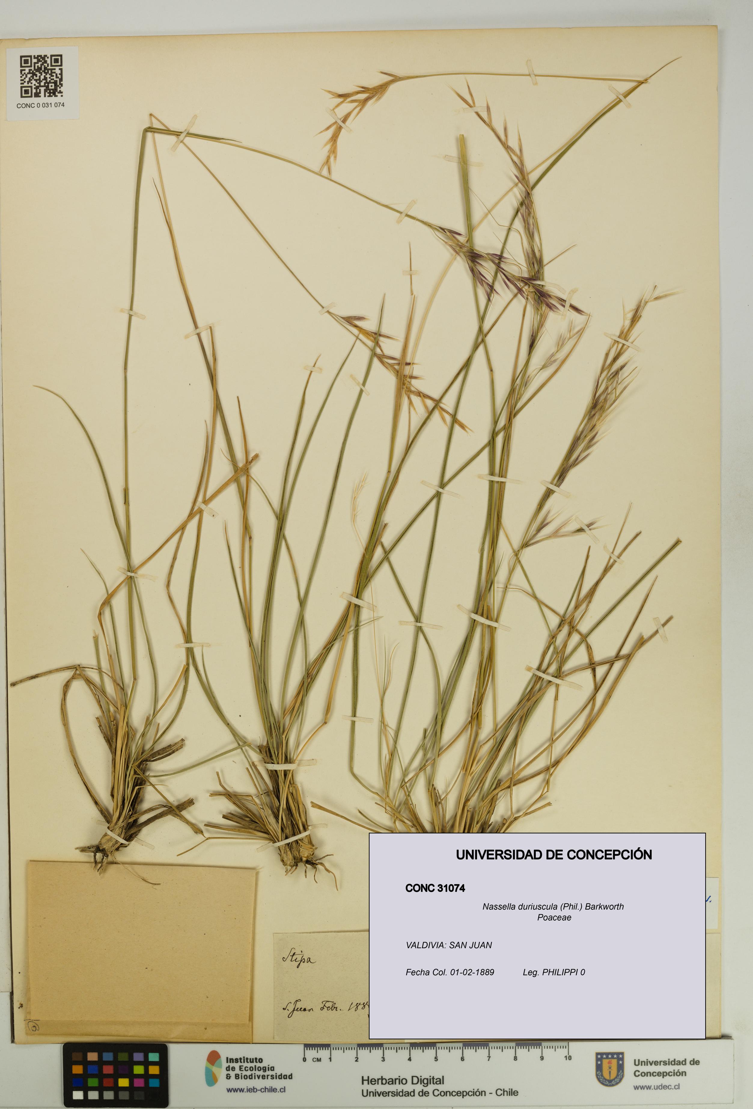 Nassella duriuscula [Espécimen: UDEC:CONC:0031074]
