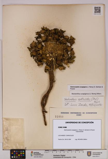 Gamocarpha scapigera [Espécimen: UDEC:CONC:0031080]