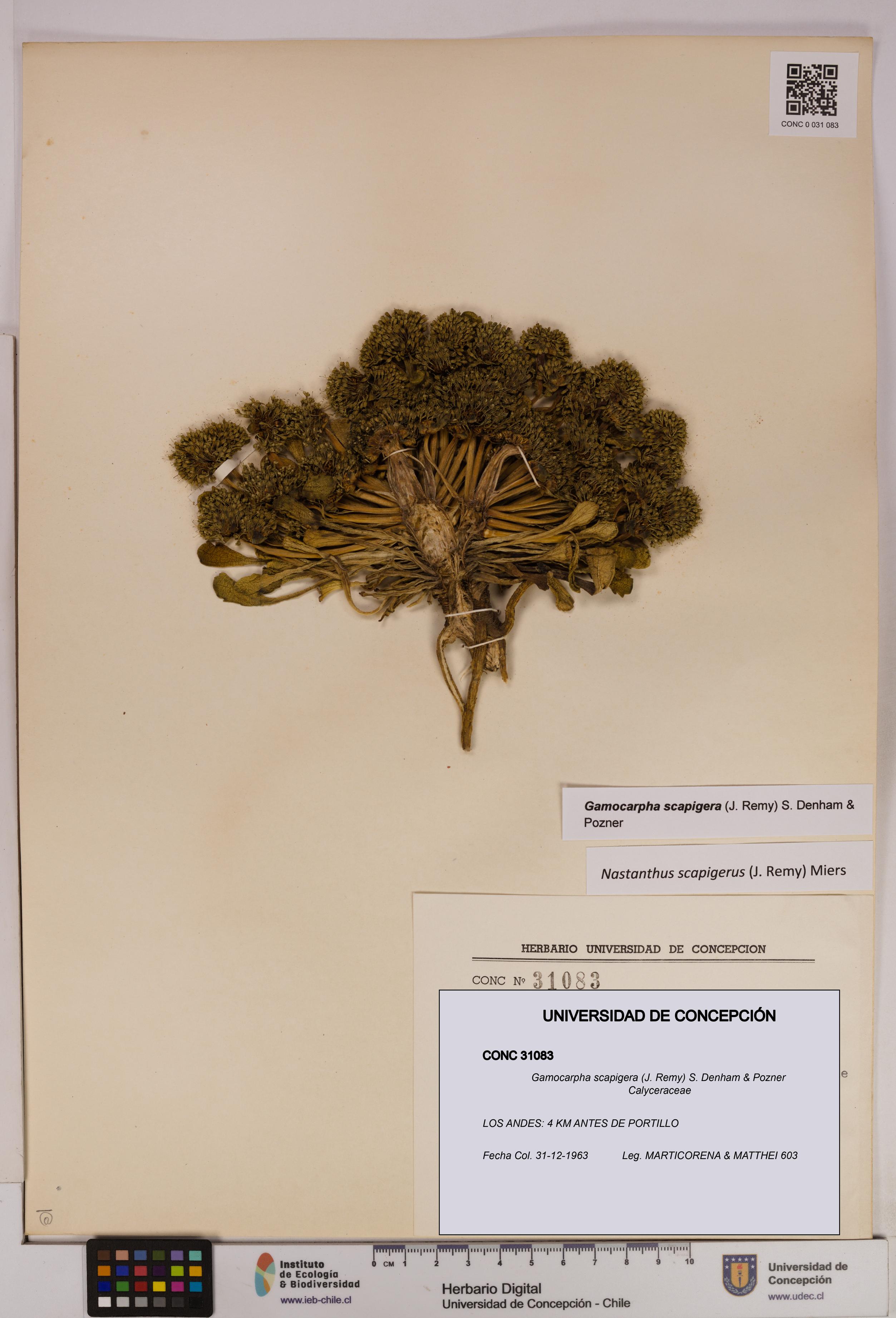 Gamocarpha scapigera [Espécimen: UDEC:CONC:0031083]