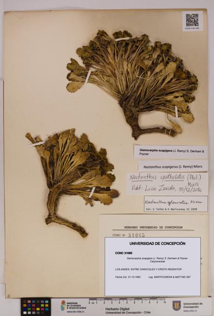 Gamocarpha scapigera [Espécimen: UDEC:CONC:0031085]