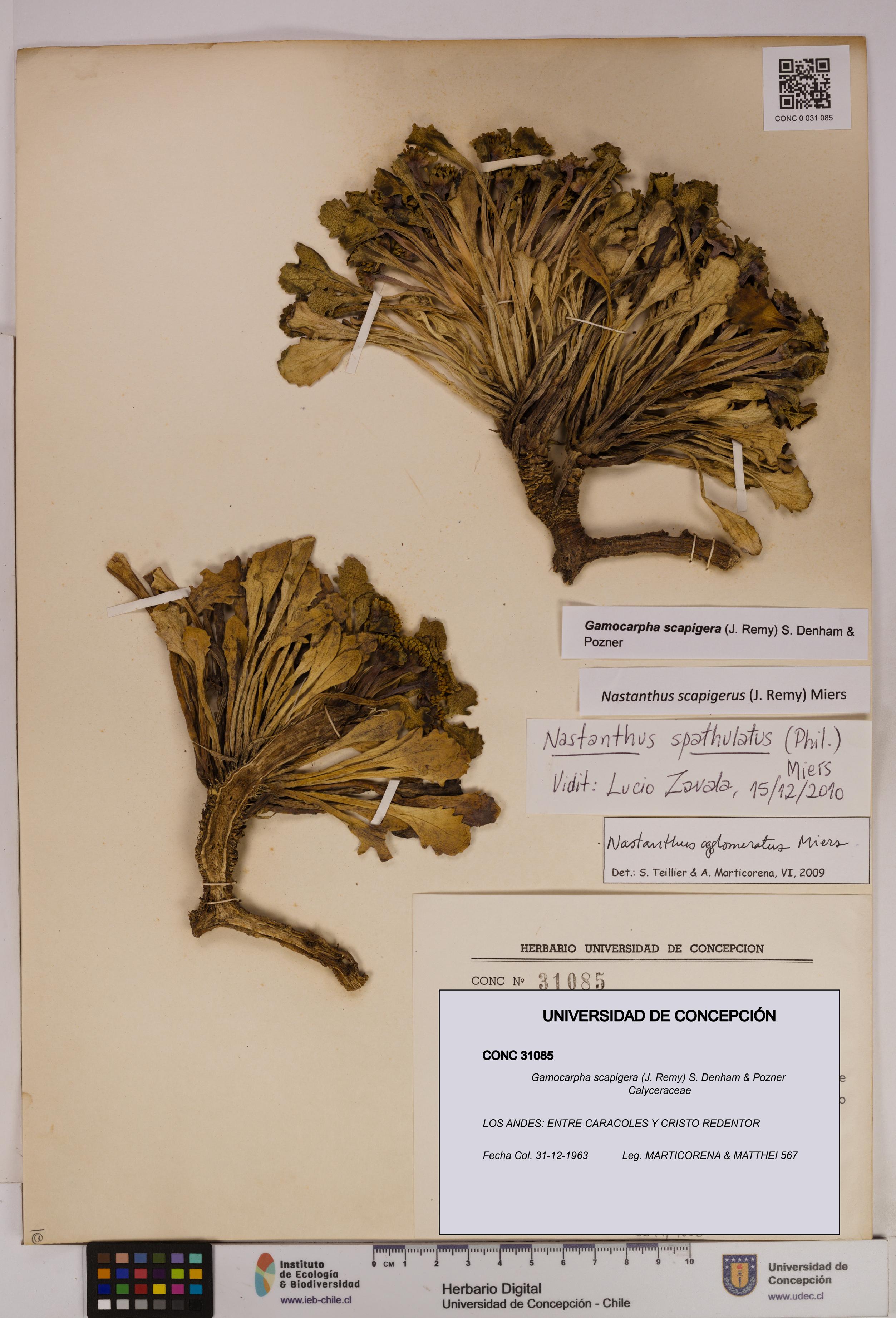 Gamocarpha scapigera [Espécimen: UDEC:CONC:0031085]