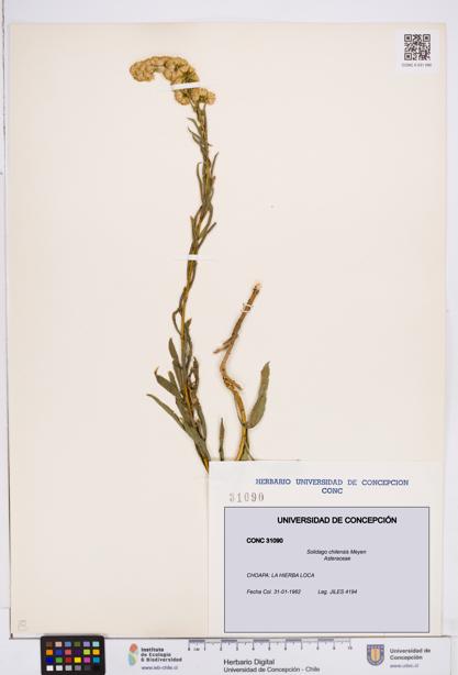 Solidago chilensis [Espécimen: ]