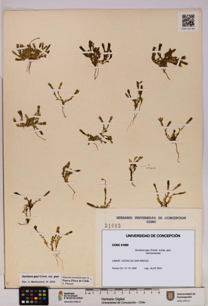 Gentiana gayi [Espécimen: UDEC:CONC:0031093]