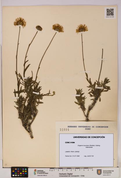 Erigeron luxurians [Espécimen: UDEC:CONC:0031094]