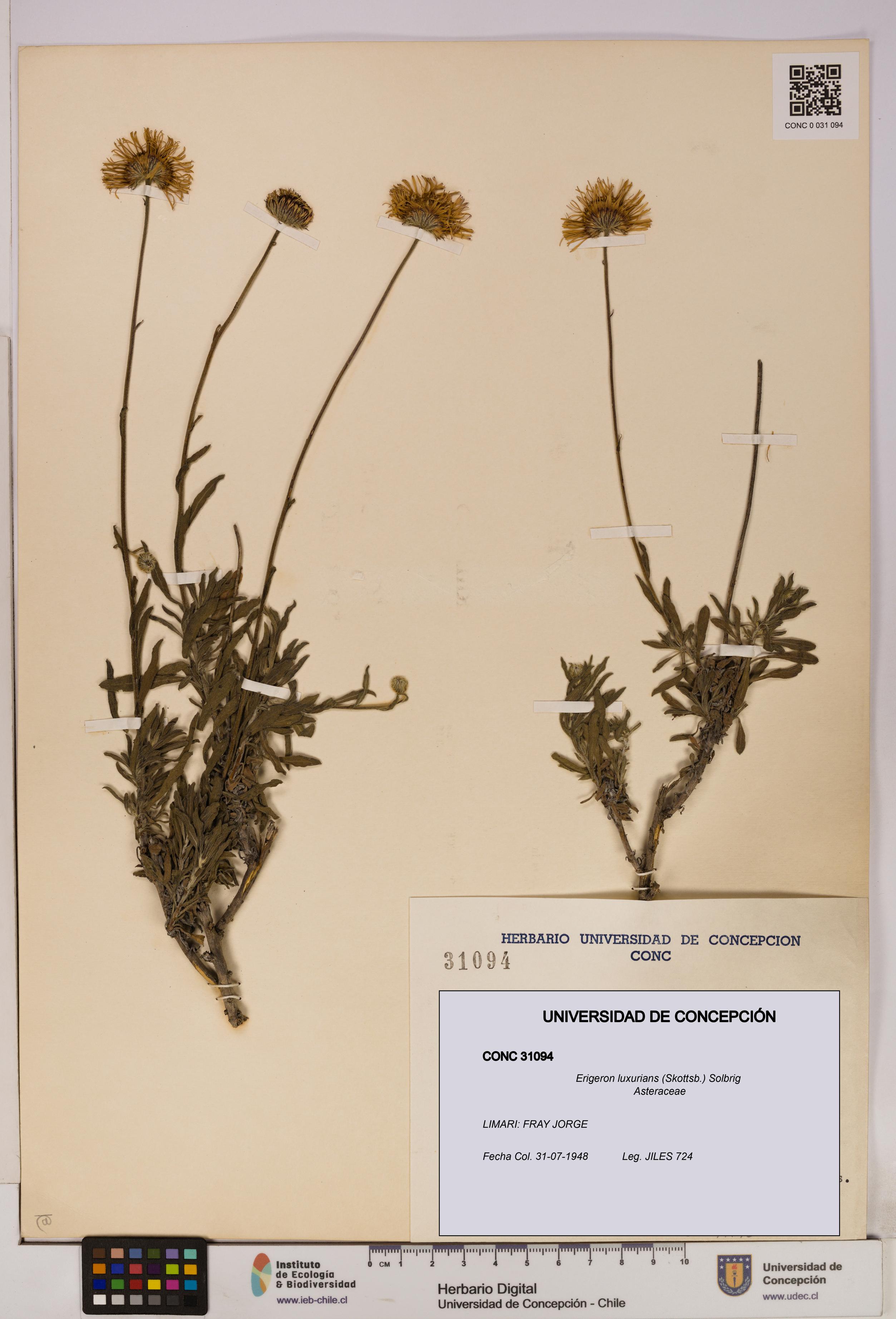 Erigeron luxurians [Espécimen: UDEC:CONC:0031094]