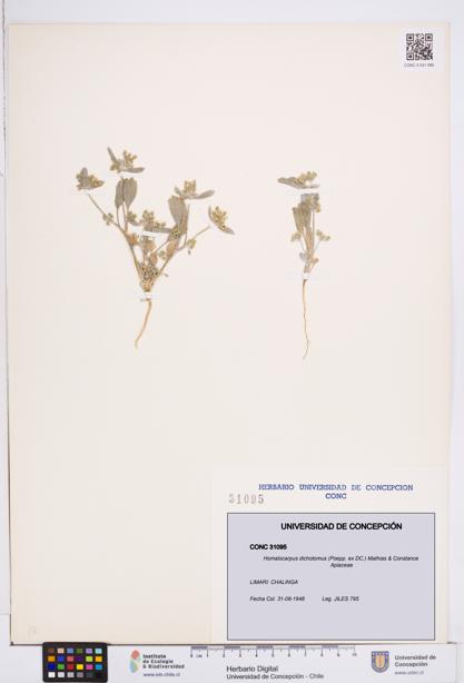 Homalocarpus dichotomus [Espécimen: ]