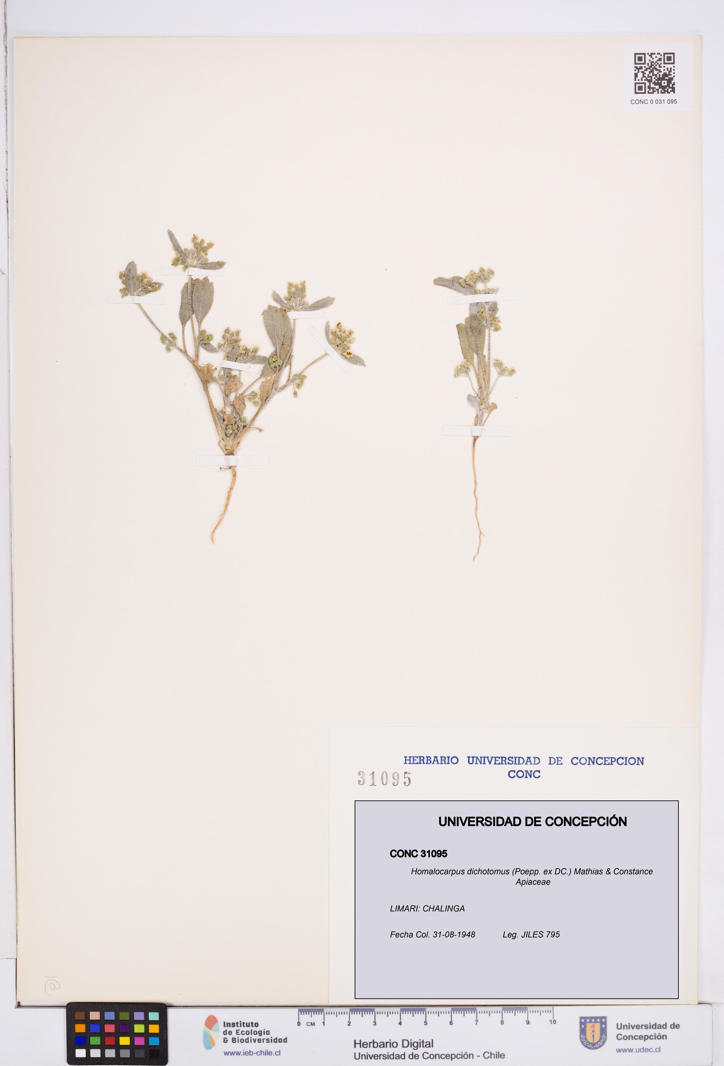 Homalocarpus dichotomus [Espécimen: ]