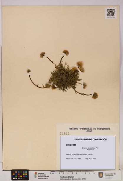 Erigeron leptopetalus [Espécimen: UDEC:CONC:0031096]