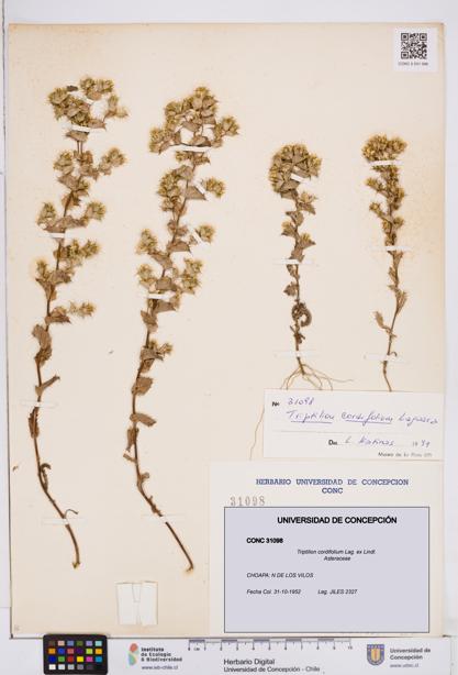 Triptilion cordifolium [Espécimen: ]