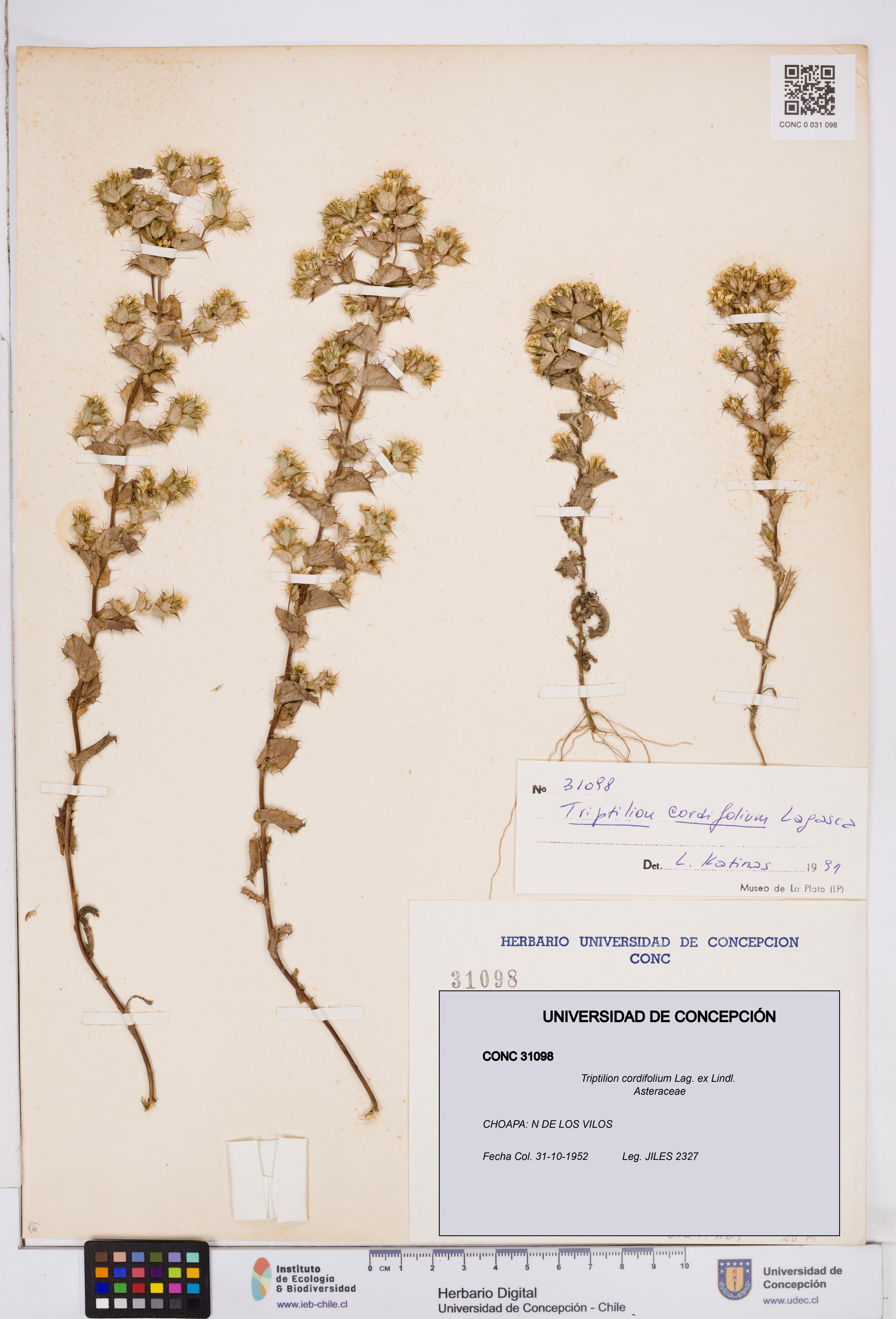 Triptilion cordifolium [Espécimen: ]