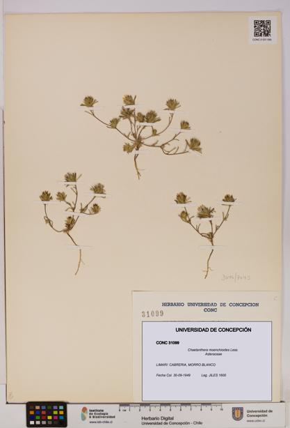 Chaetanthera moenchioides [Espécimen: UDEC:CONC:0031099]