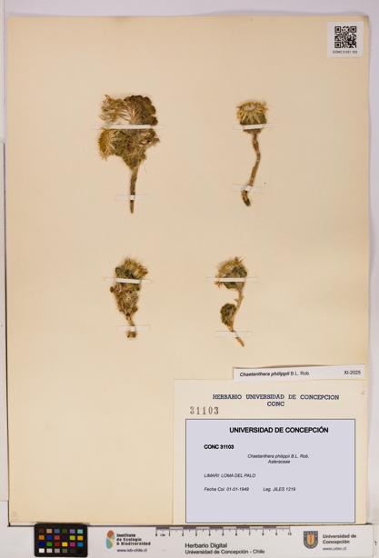 Chaetanthera philippii [Espécimen: UDEC:CONC:0031103]