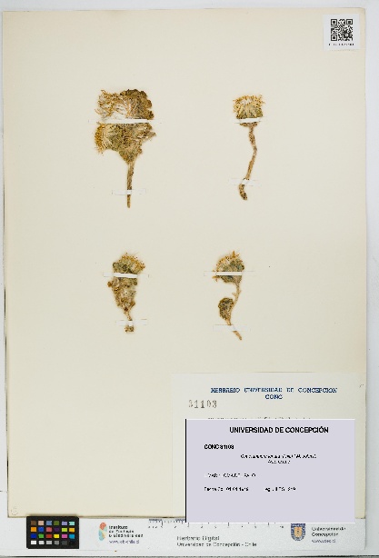 Chaetanthera lanata [Espécimen: UDEC:CONC:0031103]