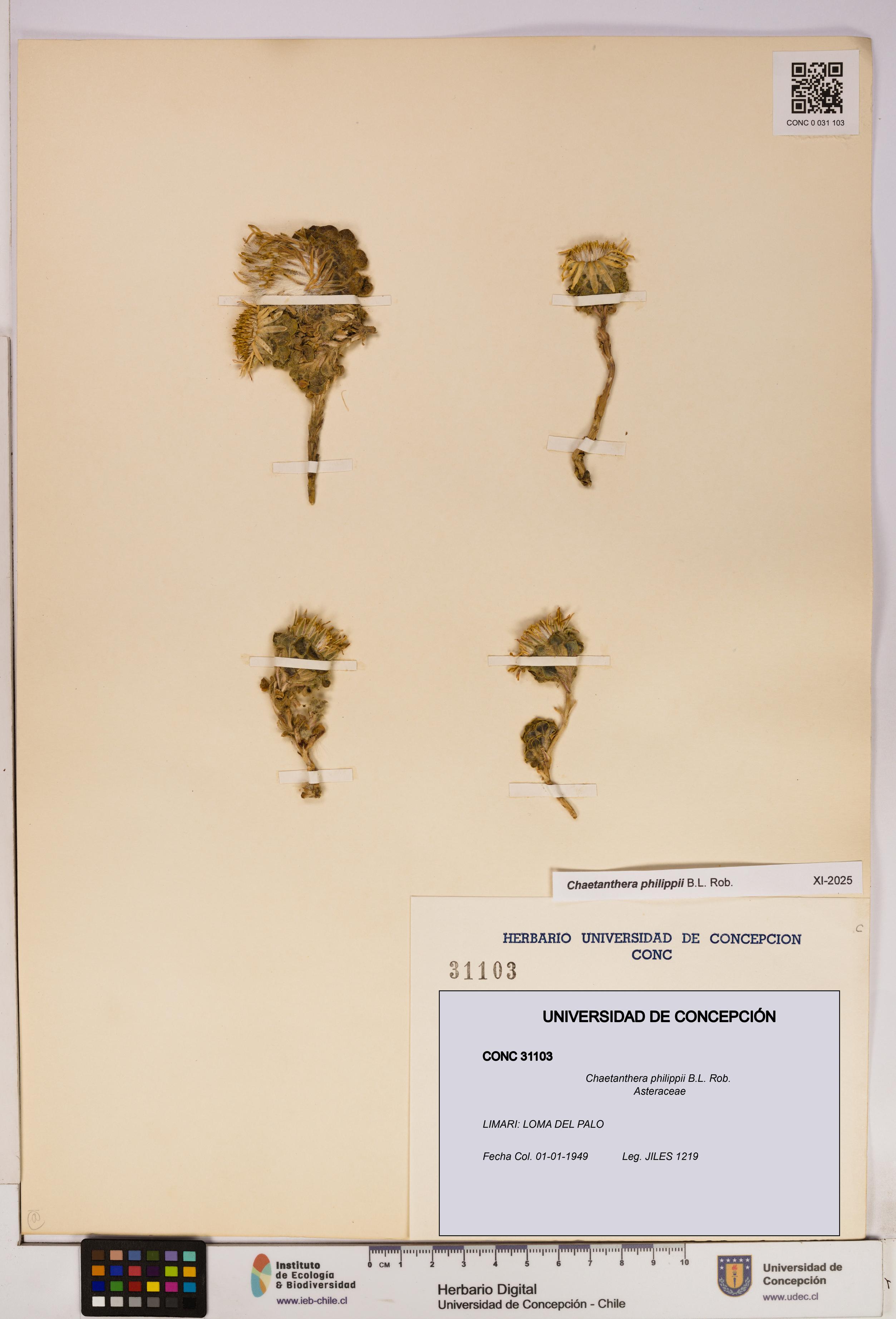 Chaetanthera philippii [Espécimen: UDEC:CONC:0031103]