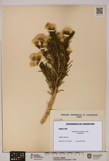 Pleocarphus revolutus [Espécimen: UDEC:CONC:0031106]