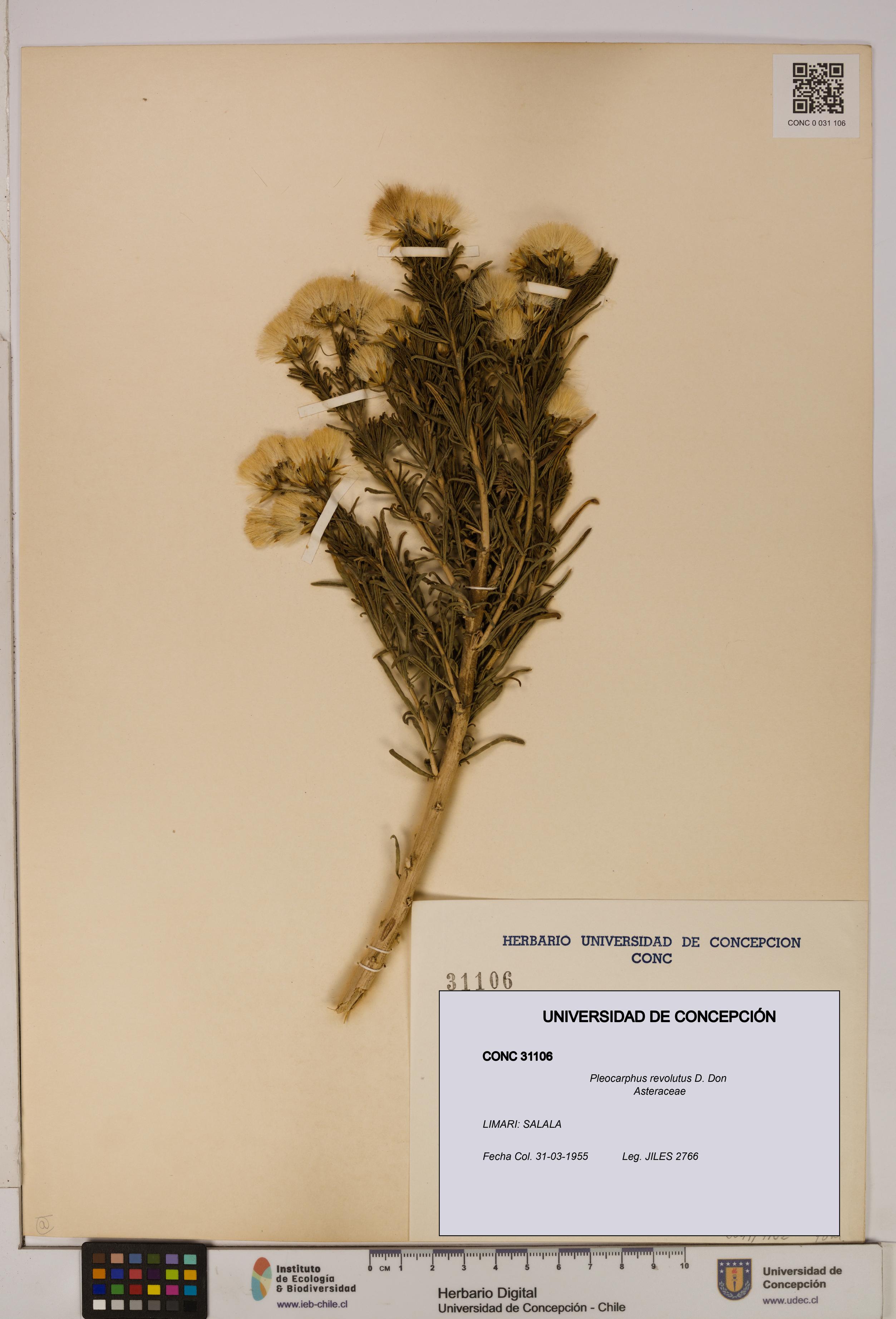 Pleocarphus revolutus [Espécimen: UDEC:CONC:0031106]