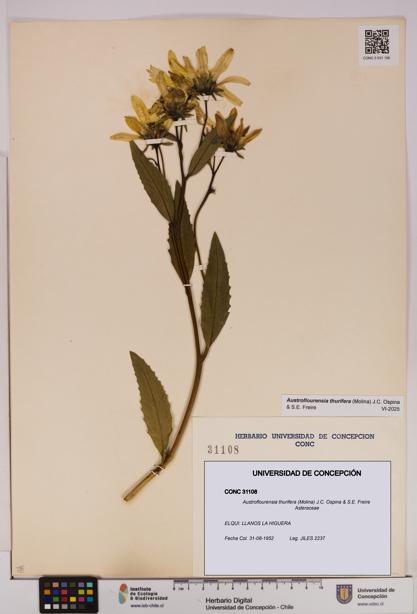Austroflourensia thurifera [Espécimen: UDEC:CONC:0031108]