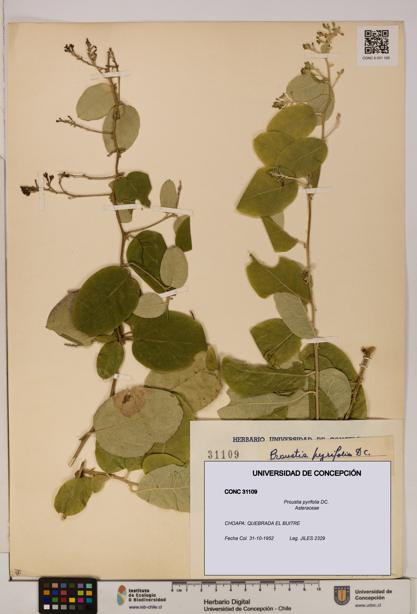 Proustia pyrifolia [Espécimen: UDEC:CONC:0031109]