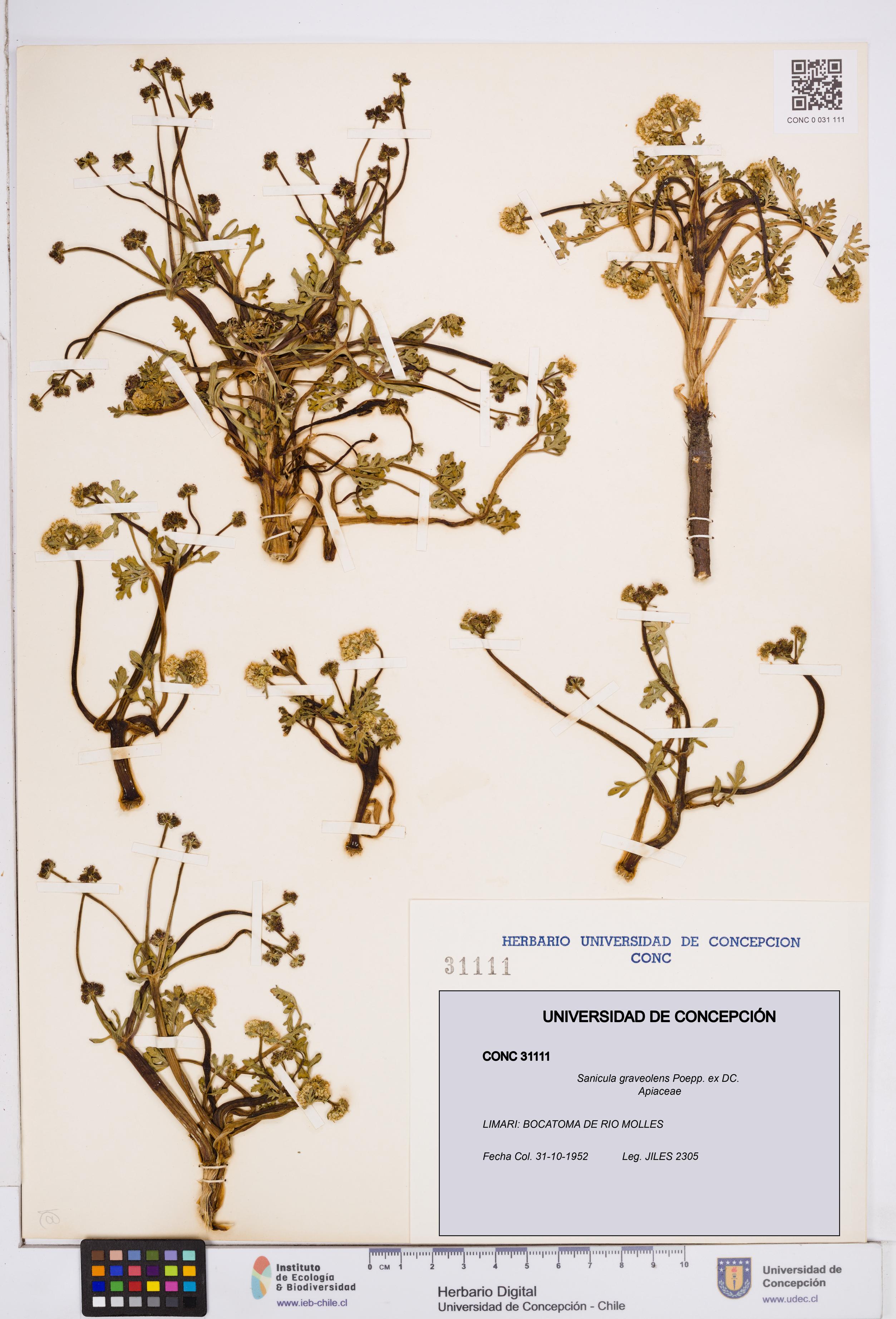 Sanicula graveolens [Espécimen: ]