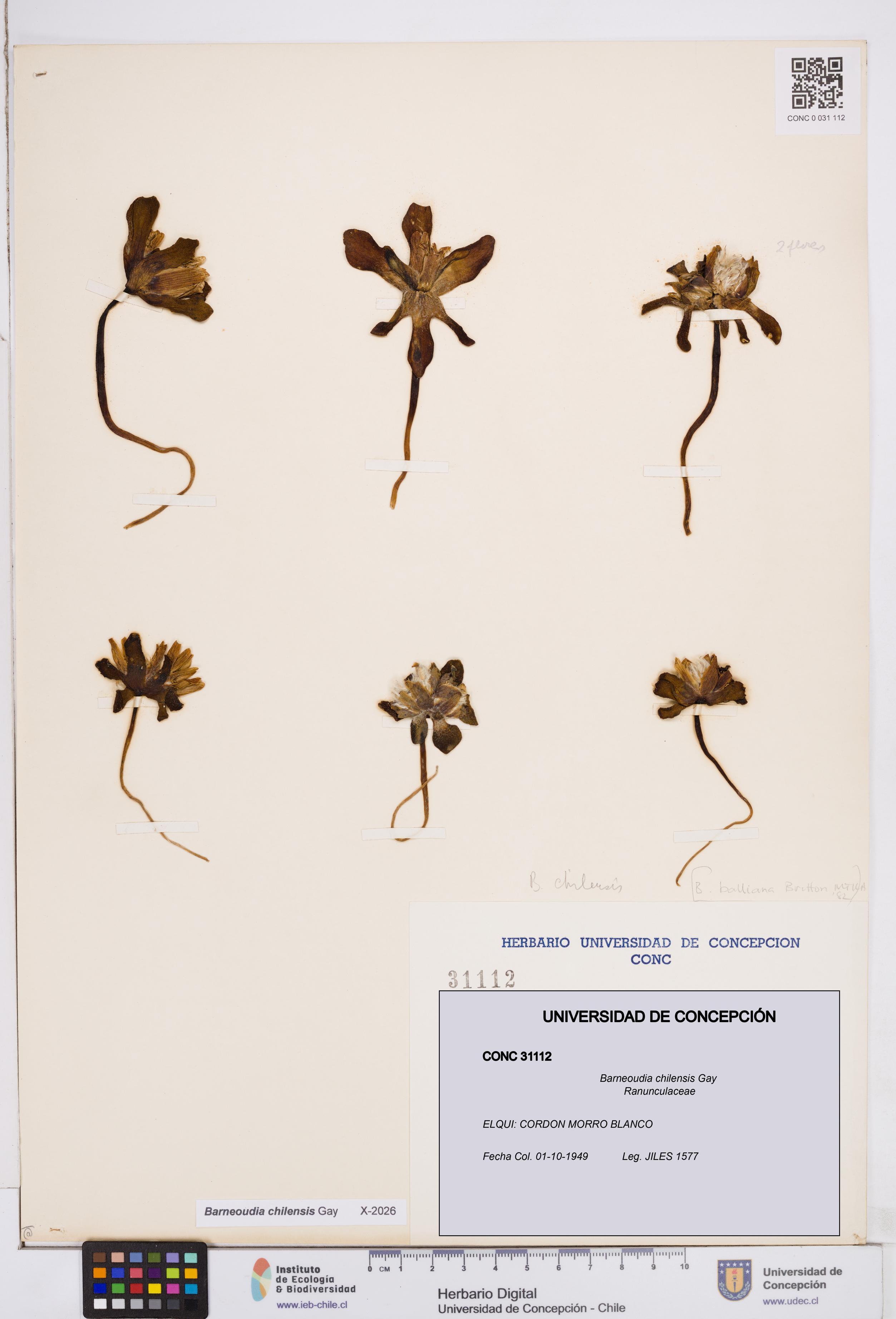 Barneoudia chilensis [Espécimen: ]