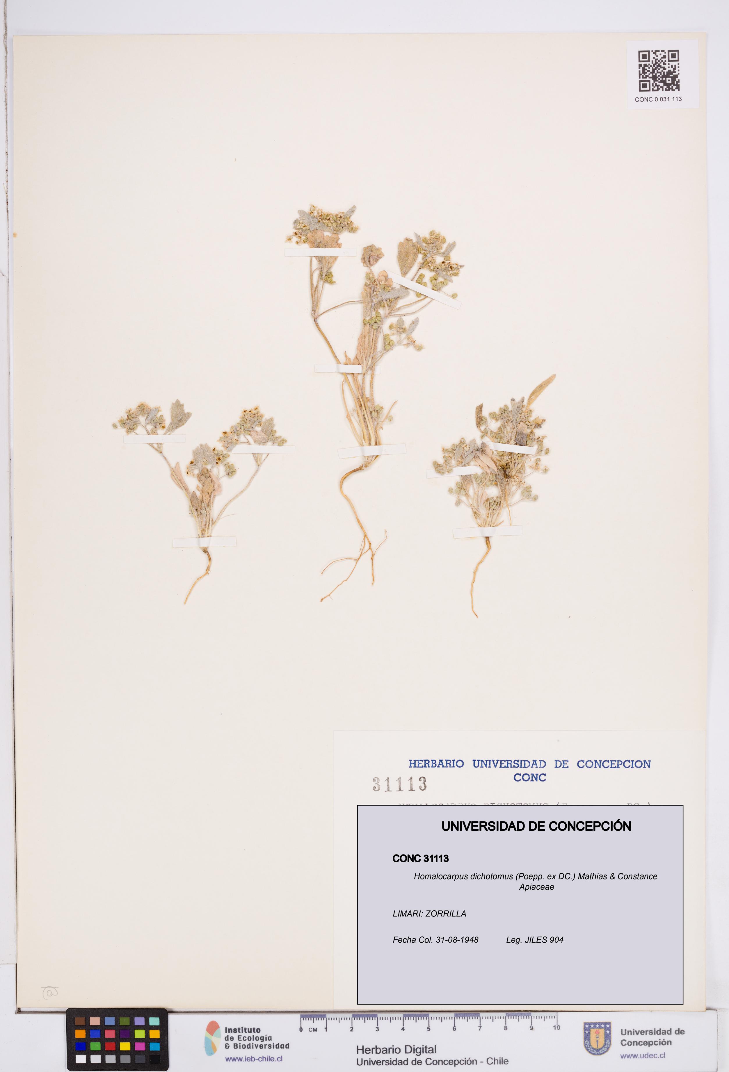 Homalocarpus dichotomus [Espécimen: ]