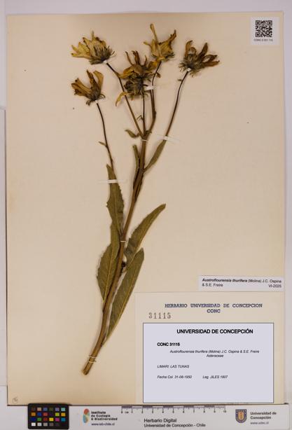 Austroflourensia thurifera [Espécimen: UDEC:CONC:0031115]
