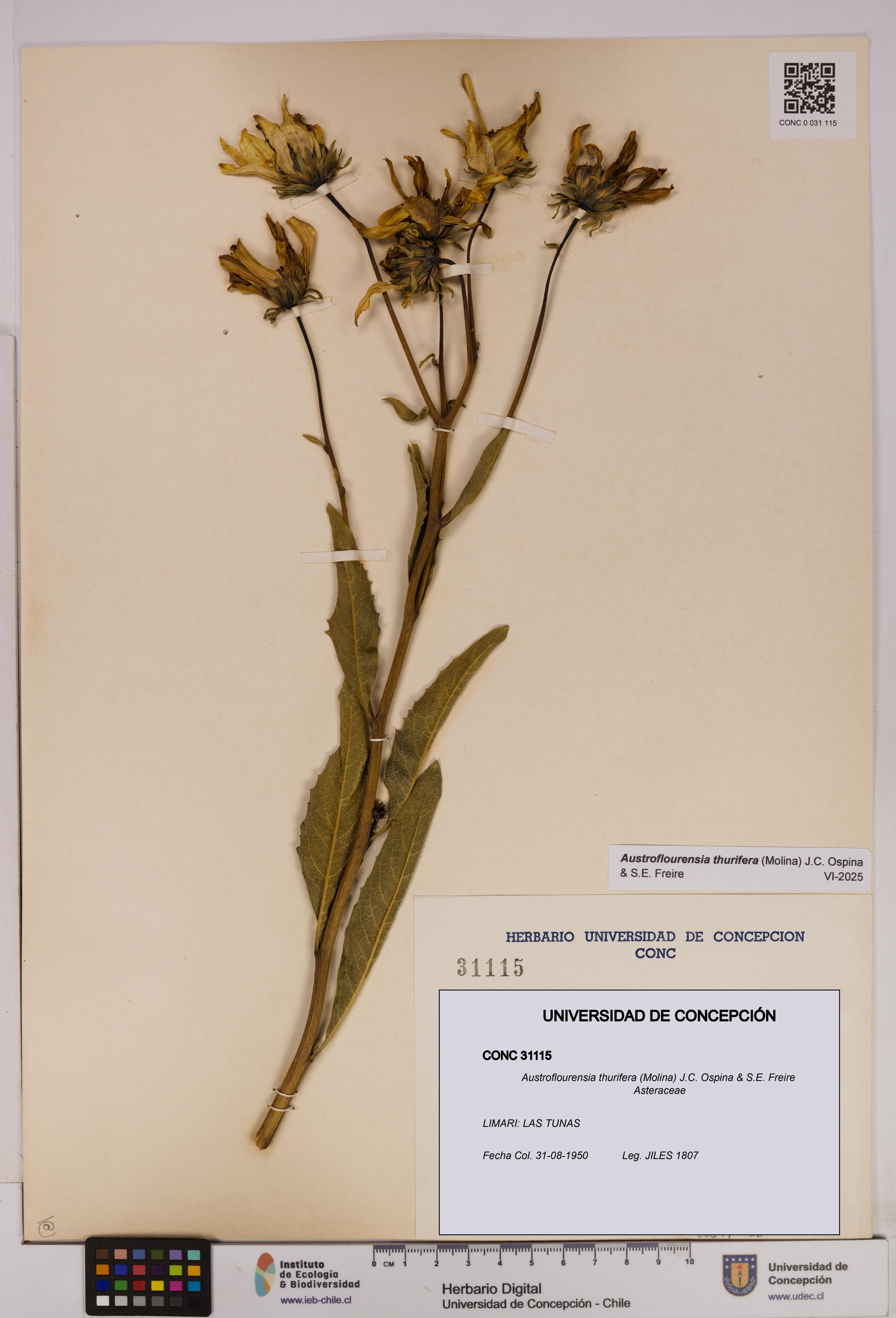 Austroflourensia thurifera [Espécimen: UDEC:CONC:0031115]