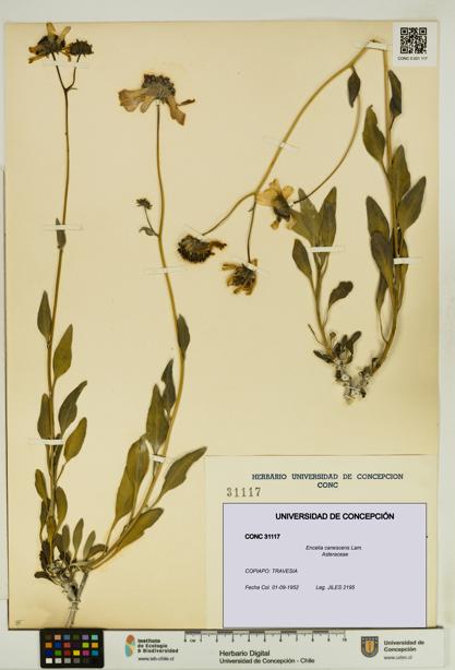 Encelia canescens [Espécimen: UDEC:CONC:0031117]