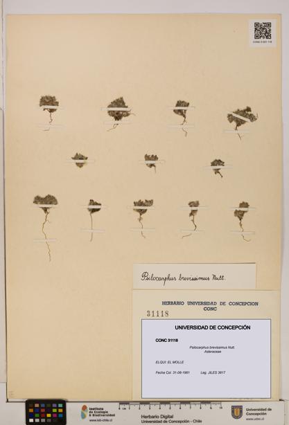 Psilocarphus brevissimus [Espécimen: ]