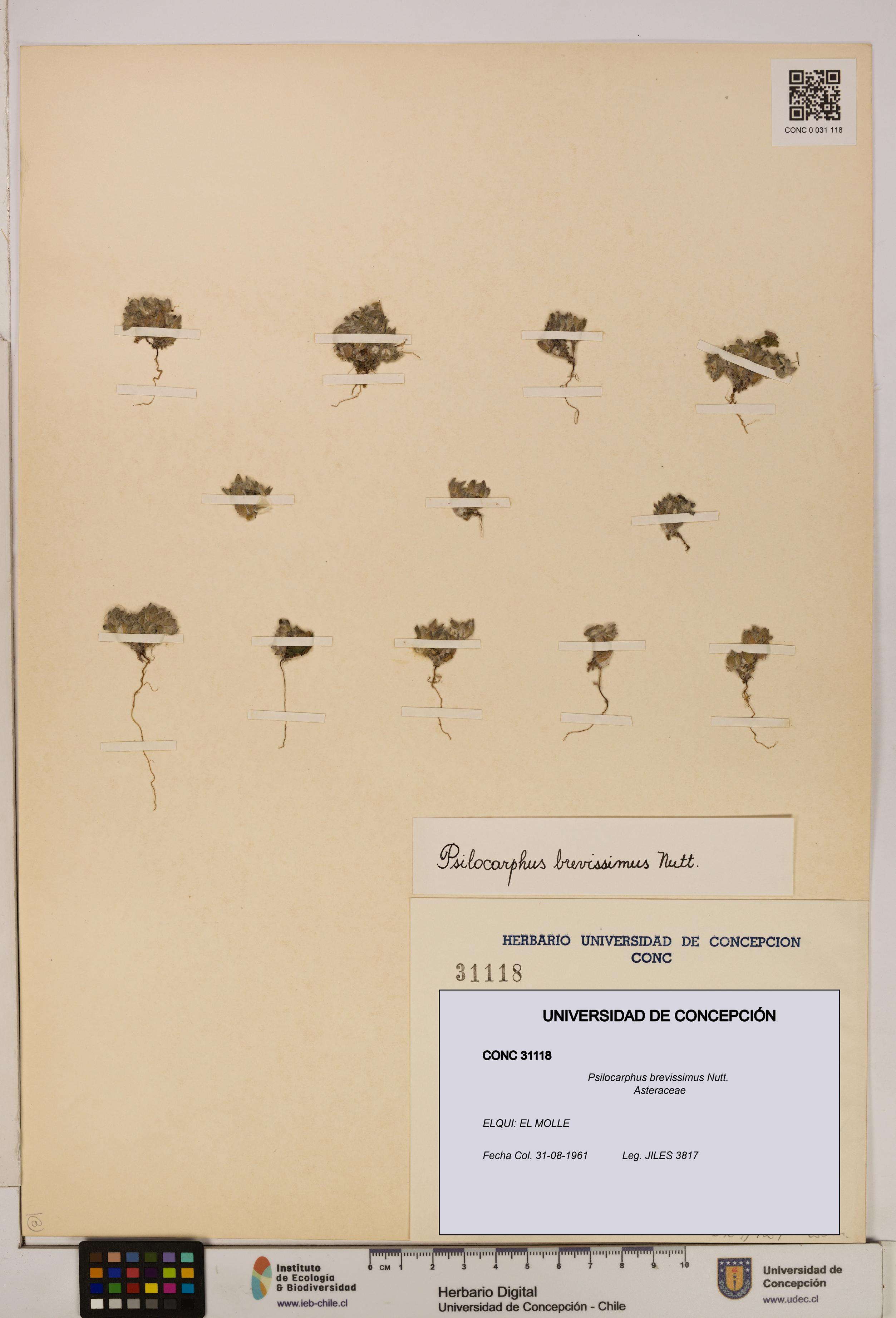 Psilocarphus brevissimus [Espécimen: ]