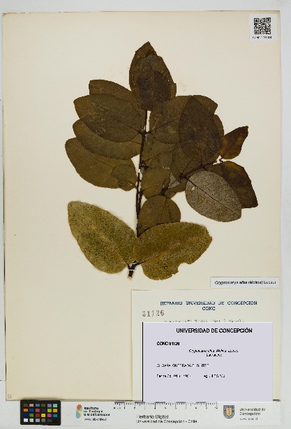 Cryptocarya alba [Espécimen: UDEC:CONC:0031126]