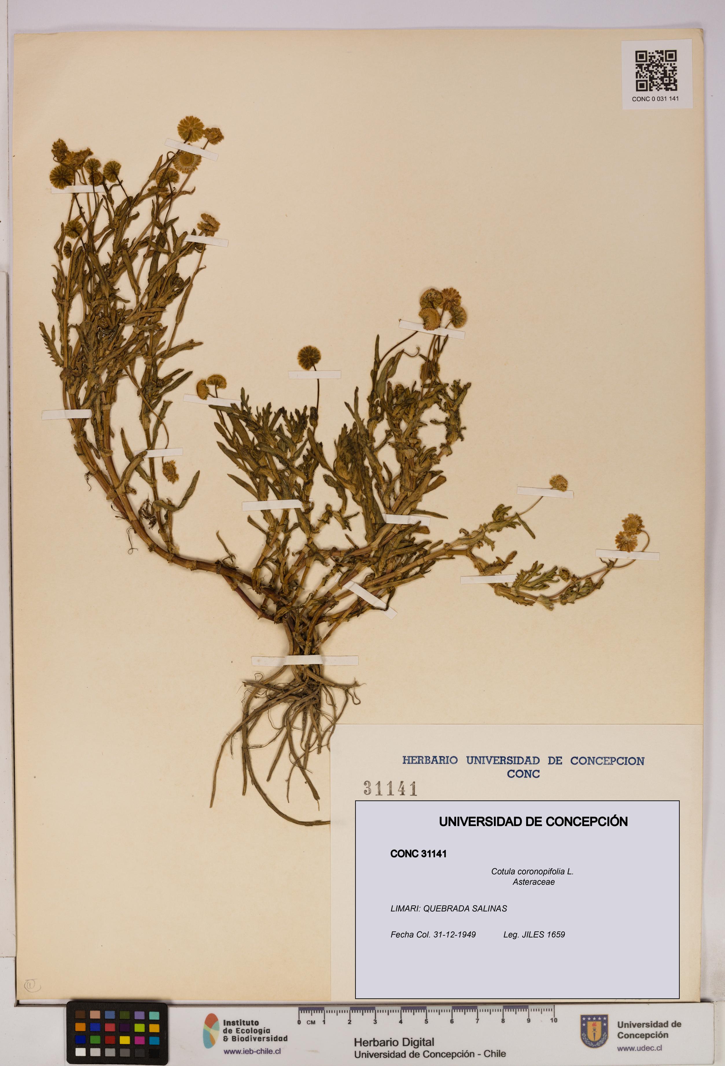 Cotula coronopifolia [Espécimen: UDEC:CONC:0031141]