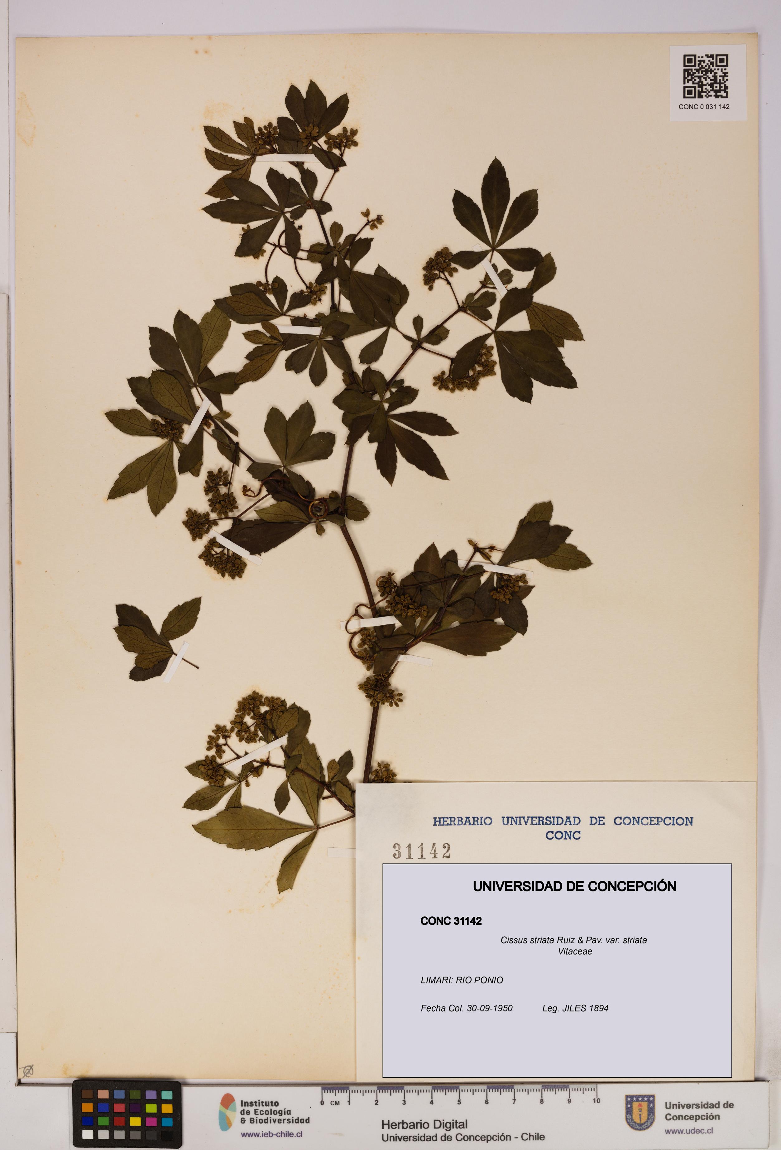 Cissus striata var. striata [Espécimen: UDEC:CONC:0031142]