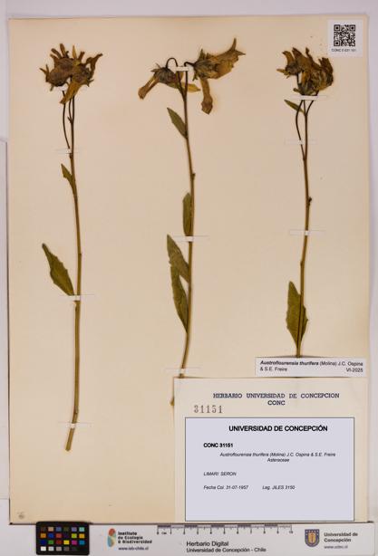 Austroflourensia thurifera [Espécimen: UDEC:CONC:0031151]