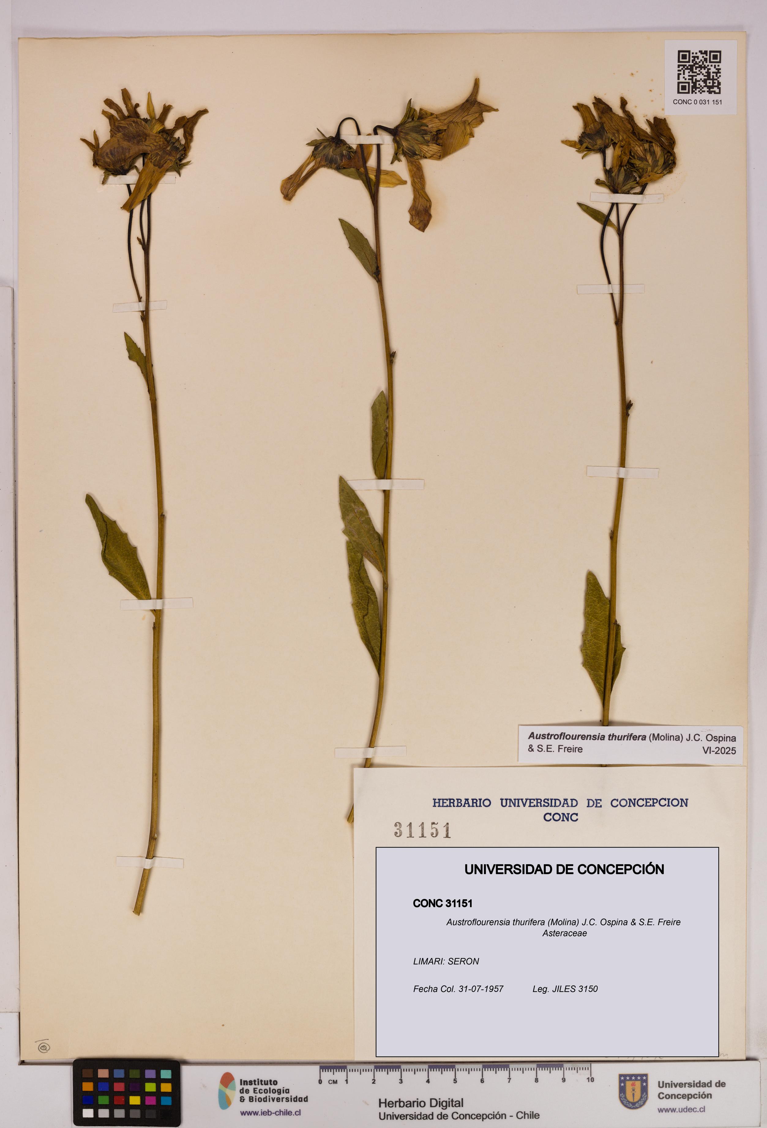 Austroflourensia thurifera [Espécimen: UDEC:CONC:0031151]