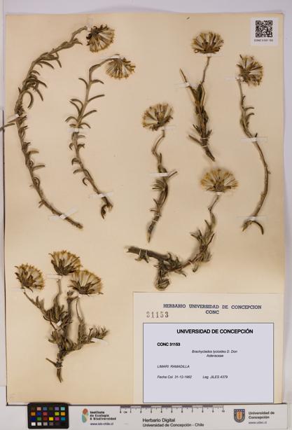 Brachyclados lycioides [Espécimen: ]