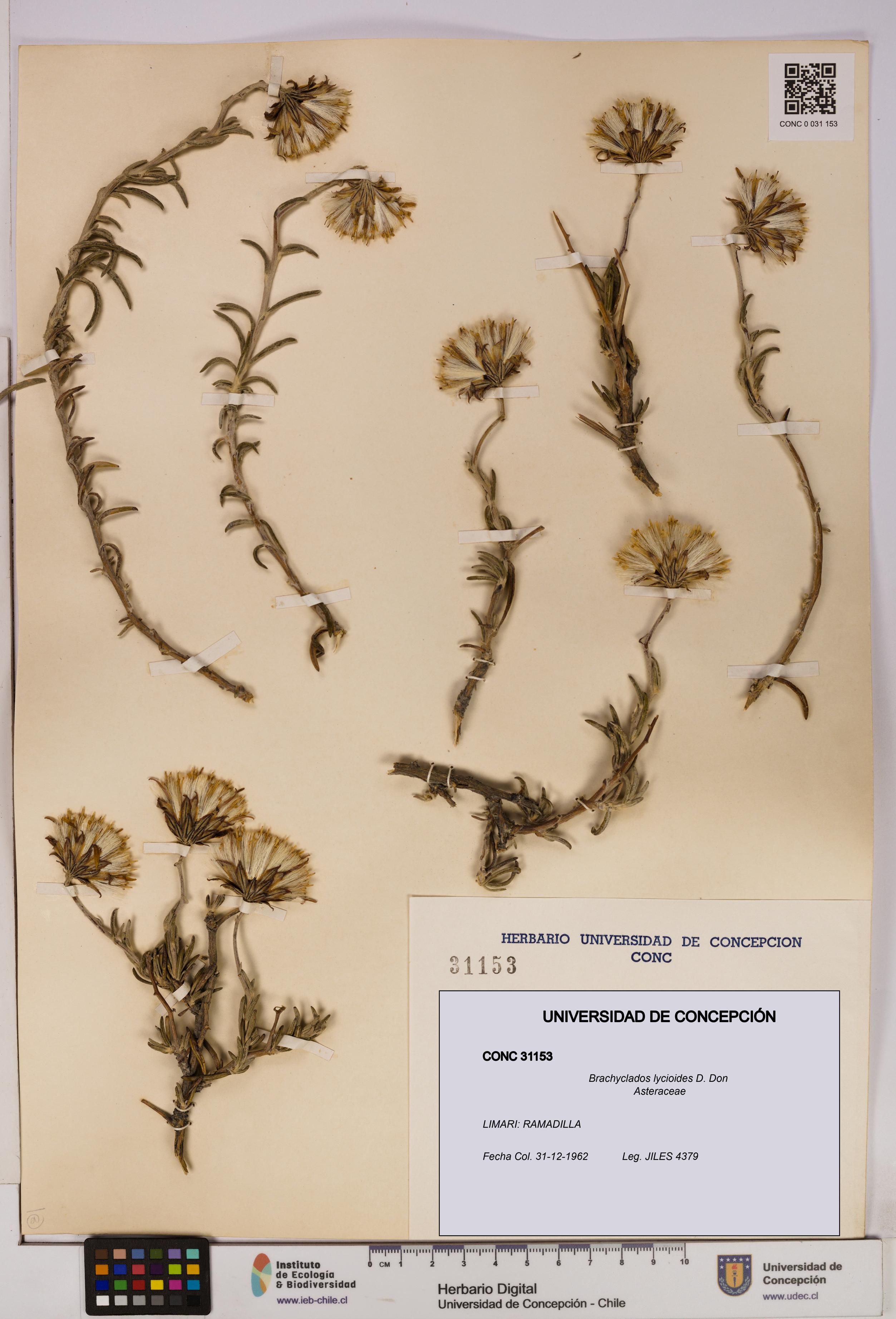 Brachyclados lycioides [Espécimen: ]