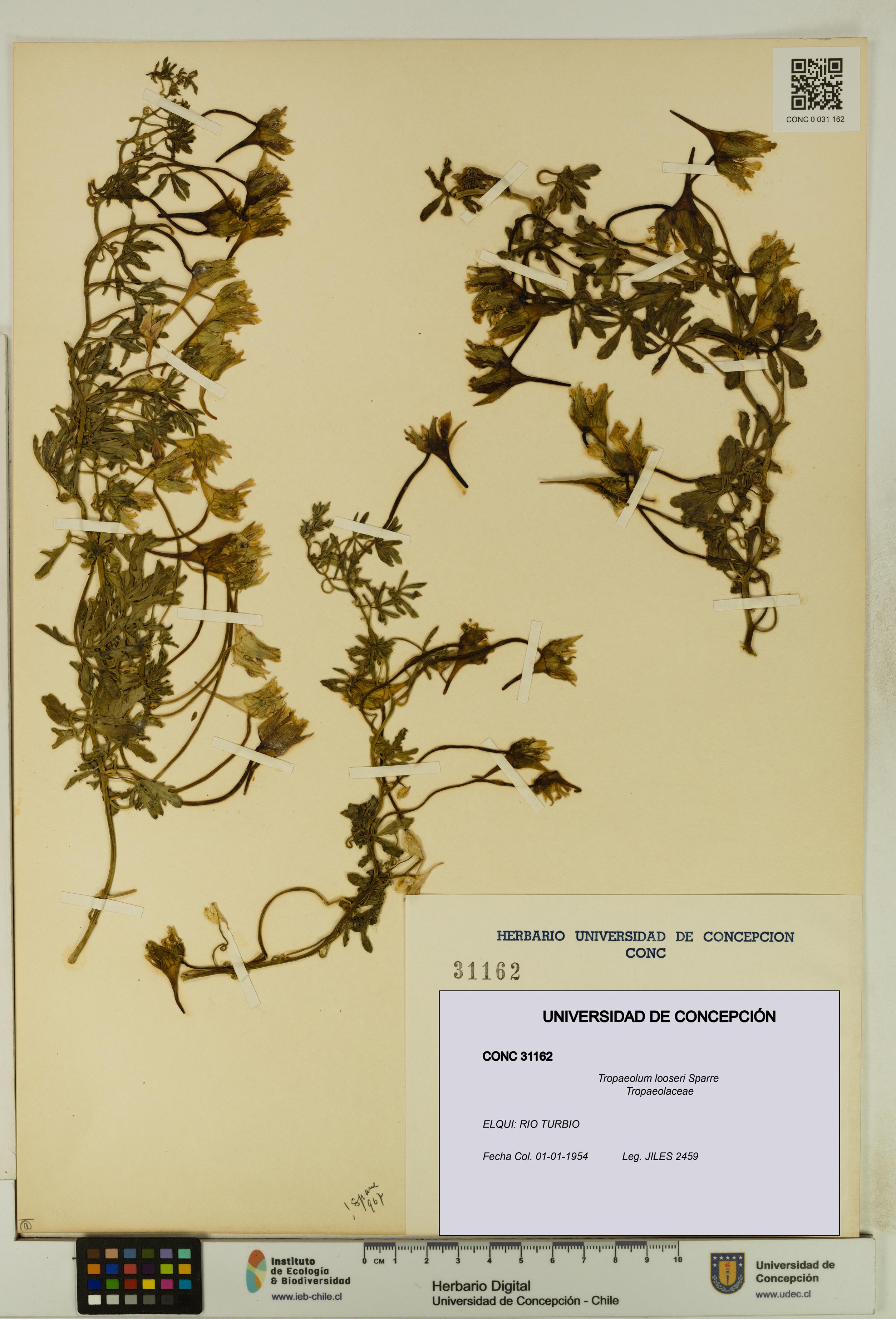 Tropaeolum looseri [Espécimen: UDEC:CONC:0031162]