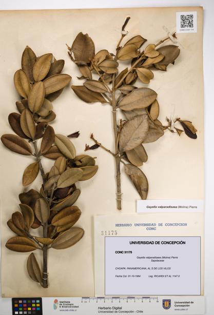 Gayella valparadisaea [Espécimen: UDEC:CONC:0031175]