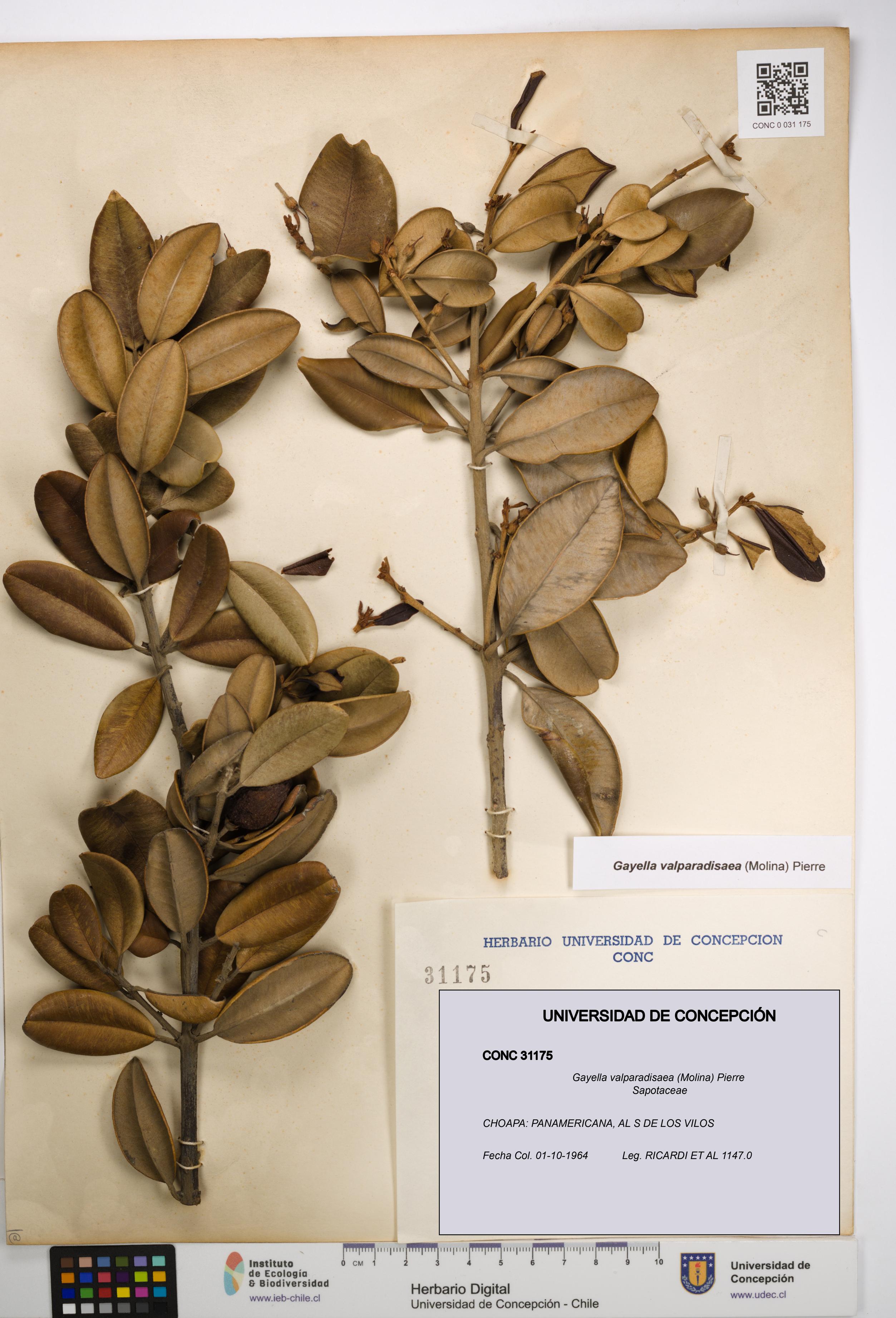 Gayella valparadisaea [Espécimen: UDEC:CONC:0031175]