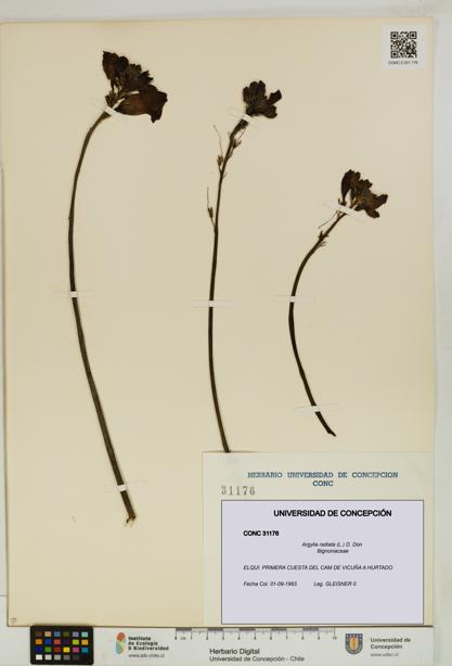 Argylia radiata [Espécimen: UDEC:CONC:0031176]